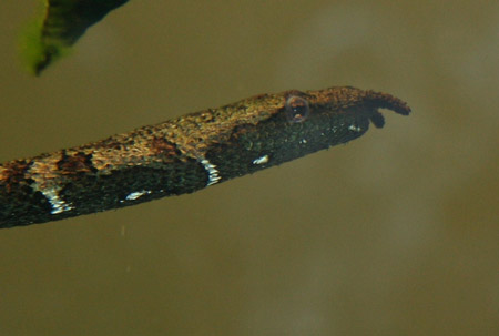 Loài[-]rắn[-]này[-]cũng[-]được[-]tìm[-]thấy[-]ở[-]Campuchia,[-]Thái[-]Lan[-]và[-]Malaysia.